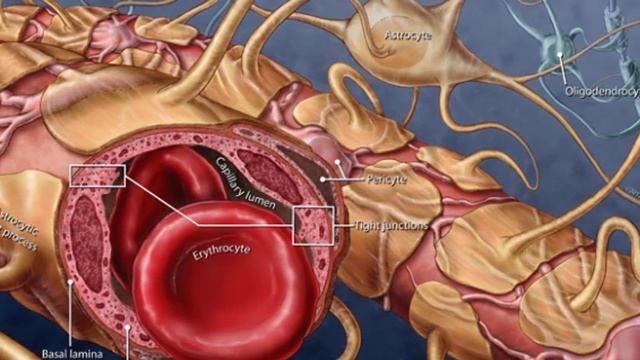 Гематоэнцефалический барьер