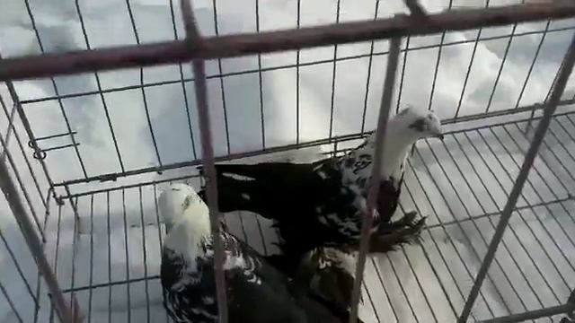 голуби Сочи смотреть онлайн