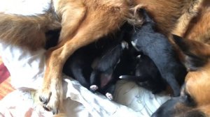 Собака кормит своих щенков