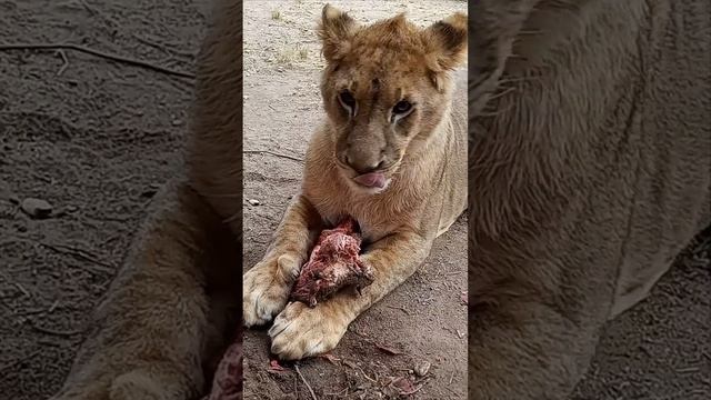 Никуда он пока не улетел. ШЕРХАН в Минске. #тайган #шерхан #lion #зоопарк #минск #shortvideo смотреть онлайн