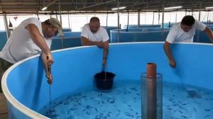 Искусственное воспроизводство водных биоресурсов, выращивание малька Русского осетра и стерляди.