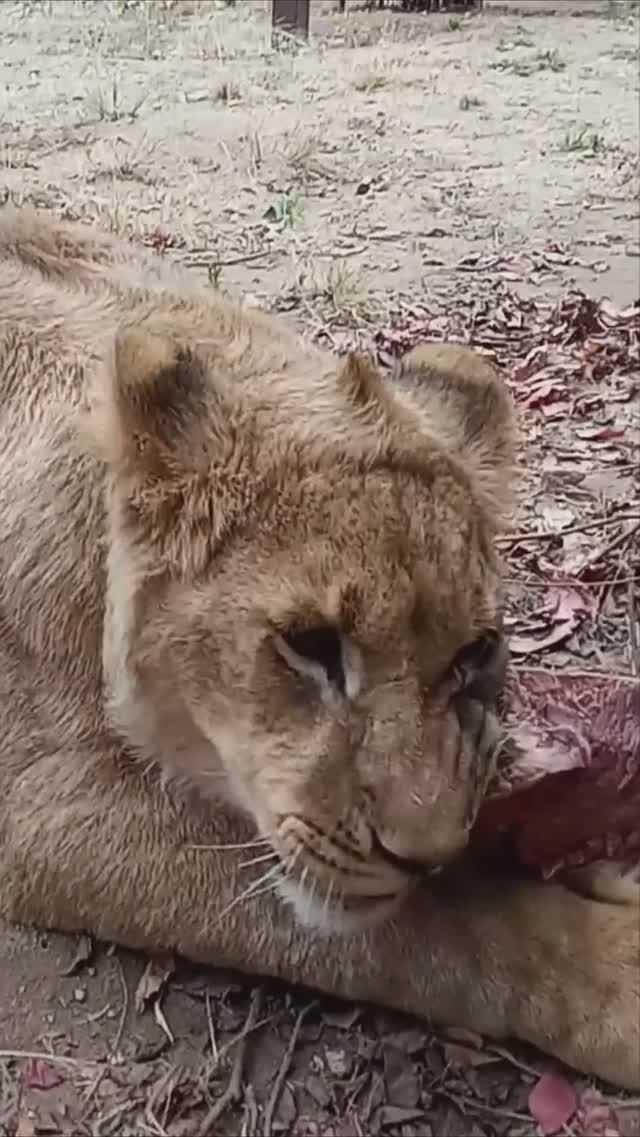 ШЕРХАН слушает новость про Китай. #тайган #шерхан #олегзубков #lion #минск #зоопарк #shortvideo смотреть онлайн