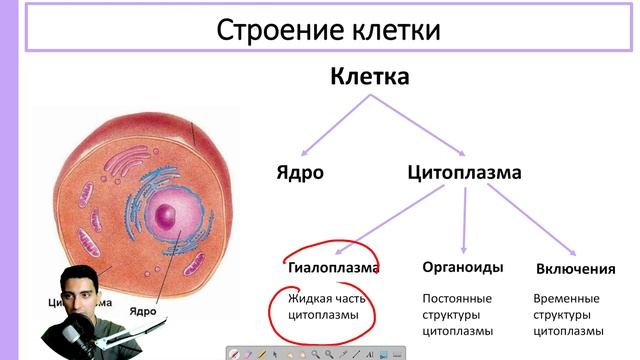 Цитоплазма клетки за 5 минут смотреть онлайн