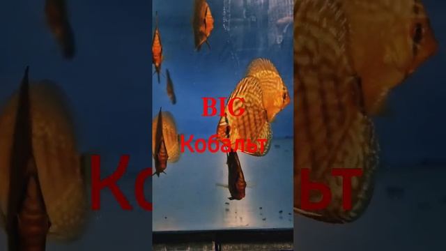 Кобальт дискус ценр "Кристалл" смотреть онлайн