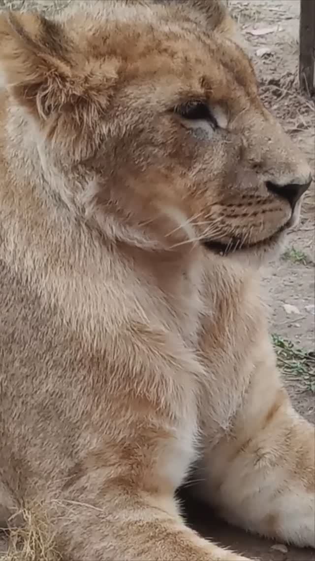 Не хочет ШЕРХАН больше играть! #тайган #шерхан #олегзубков #lion #минск #зоопарк #zoo #shortvideo смотреть онлайн