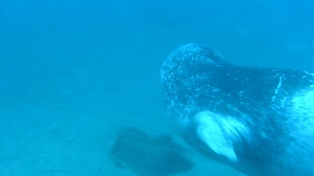 Monk Seal смотреть онлайн