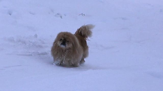 О Жизни Собачей ... смотреть онлайн