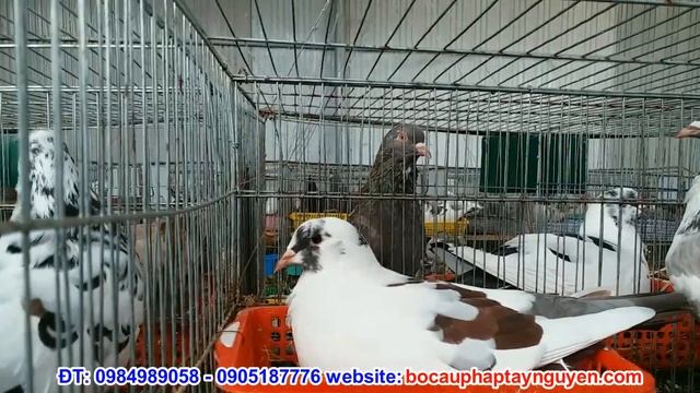 Bồ Câu Quế-Hoa: 0905187776-0984989058 Tìm Hiểu Dòng Chim Siêu Nặng(Titan), Siêu đẻ(Mimas)