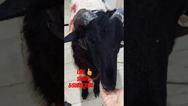 happy 😊 feast 🐑 |eid al adha 2023 Black sheep #cats #cutecat смотреть онлайн