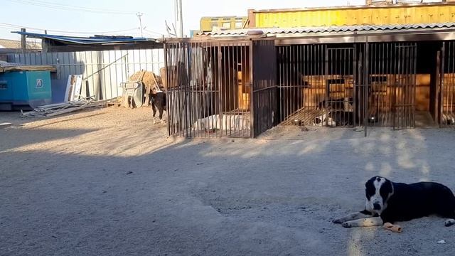 Бугай Алабай. 1 мая. Надо развиваться. смотреть онлайн