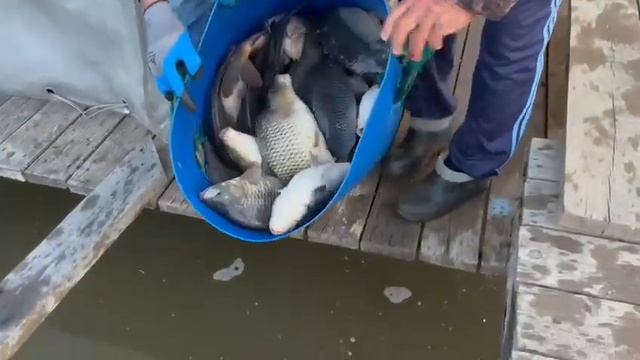 15 июня в 4:30 в Верхний пруд было запущено 300кг Карпа (1.0-1.8кг)