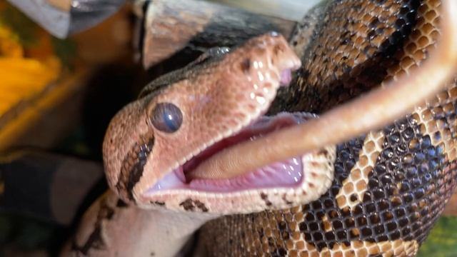 boa constrictor смотреть онлайн