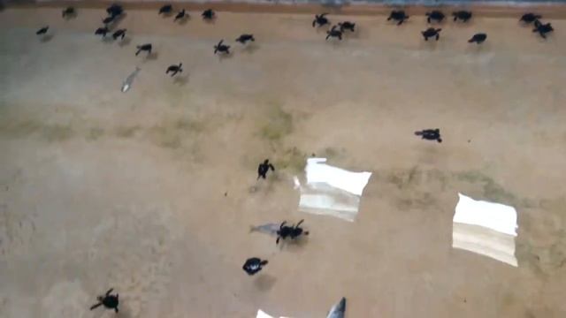 Мелкие черепашки смотреть онлайн