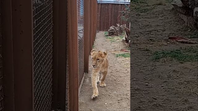 ШЕРХАН наблюдает за мячиком. #тайган #шерхан #олегзубков #lion #зоопарк #минск #shortvideo смотреть онлайн