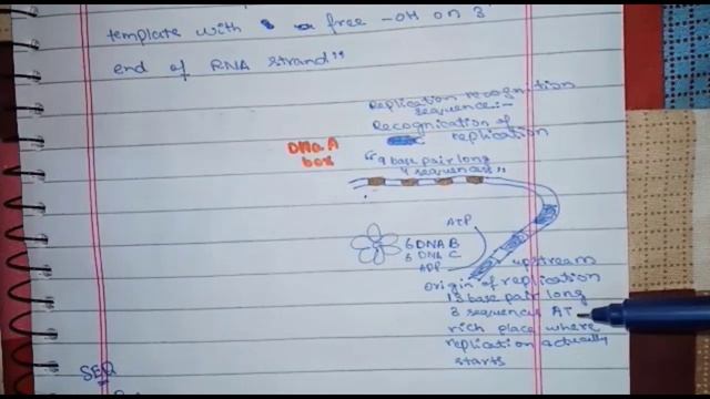 DNA Replication In Prokaryotes