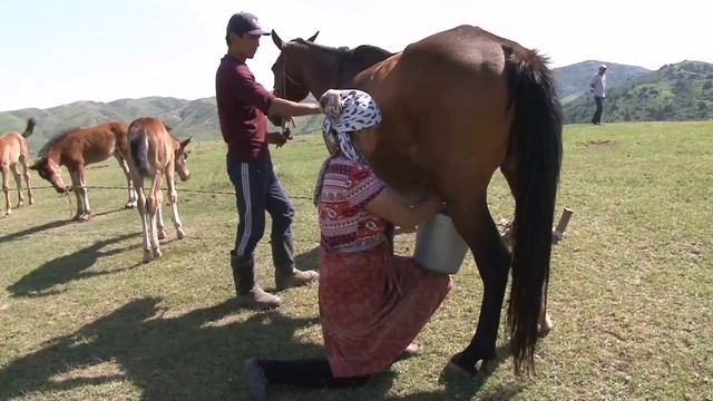 Кок жалан жайлоосу смотреть онлайн