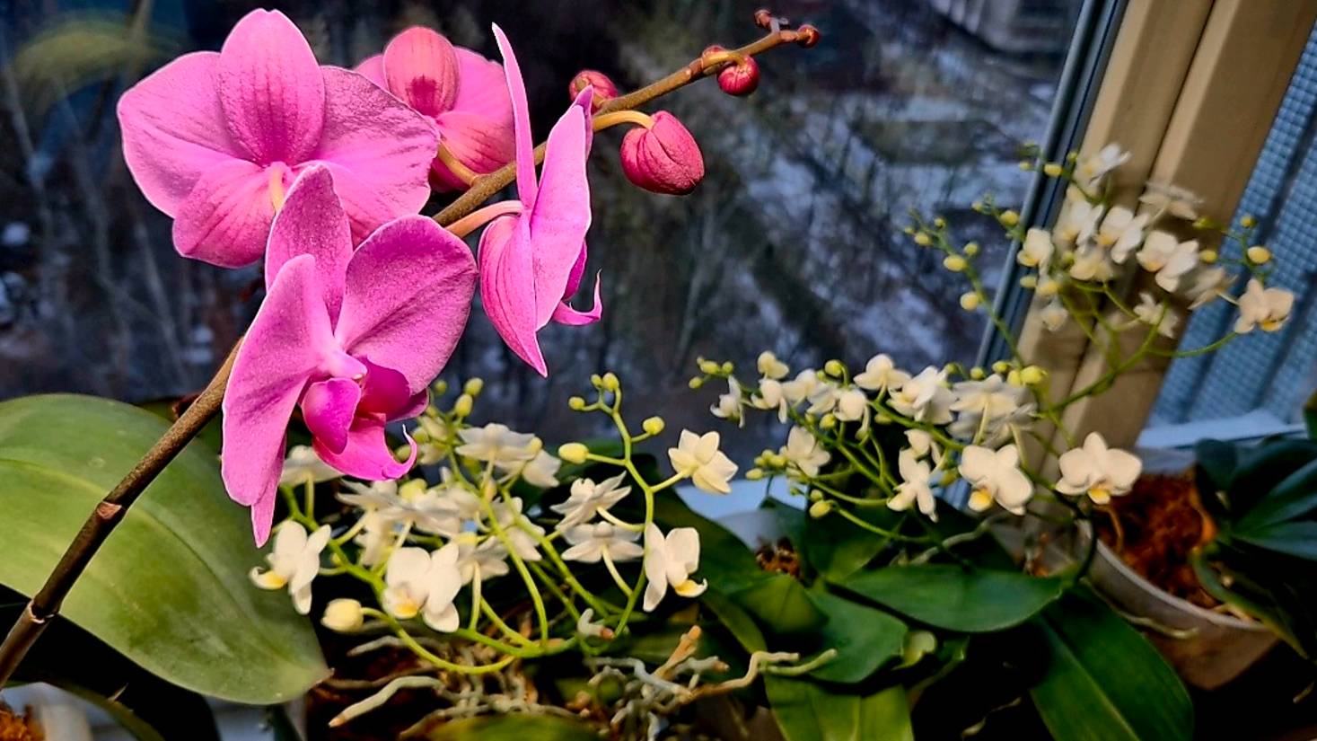 Сама виновата.Наступила на те же грабли.Простудилась.Орхидеи ,чем кормлю смотреть онлайн