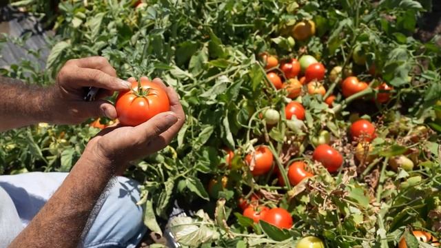 Fresh Market Tomato 5810 смотреть онлайн