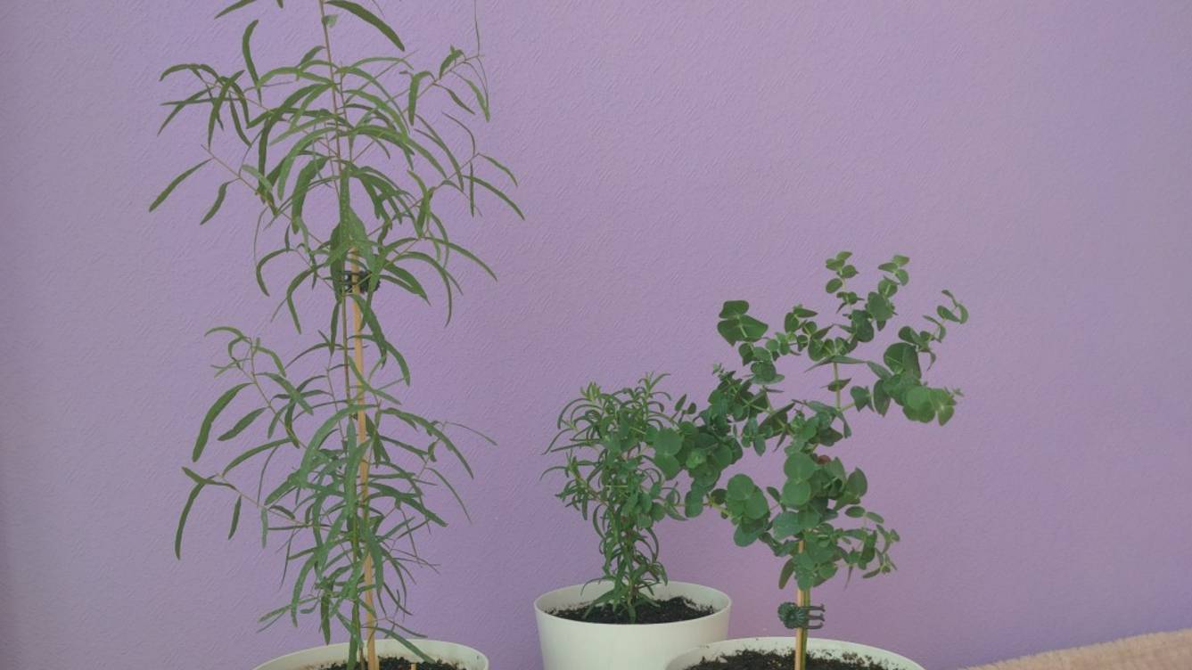 Эвкалипт НИКОЛЛИ, нежный и капризный, пересадка смотреть онлайн