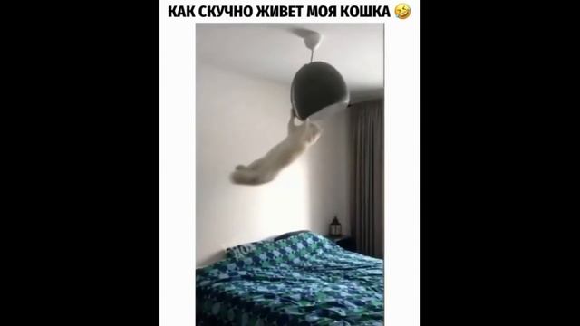 прикольные животные #4 / funny animals #4 смотреть онлайн