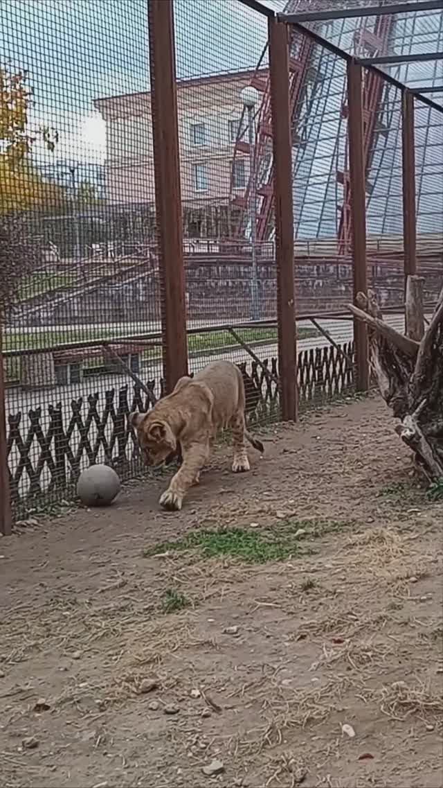 ШЕРХАН готовится к чемпионату мира по футболу! #тайган #шерхан #lion #зоопарк #минск #shortvideo смотреть онлайн