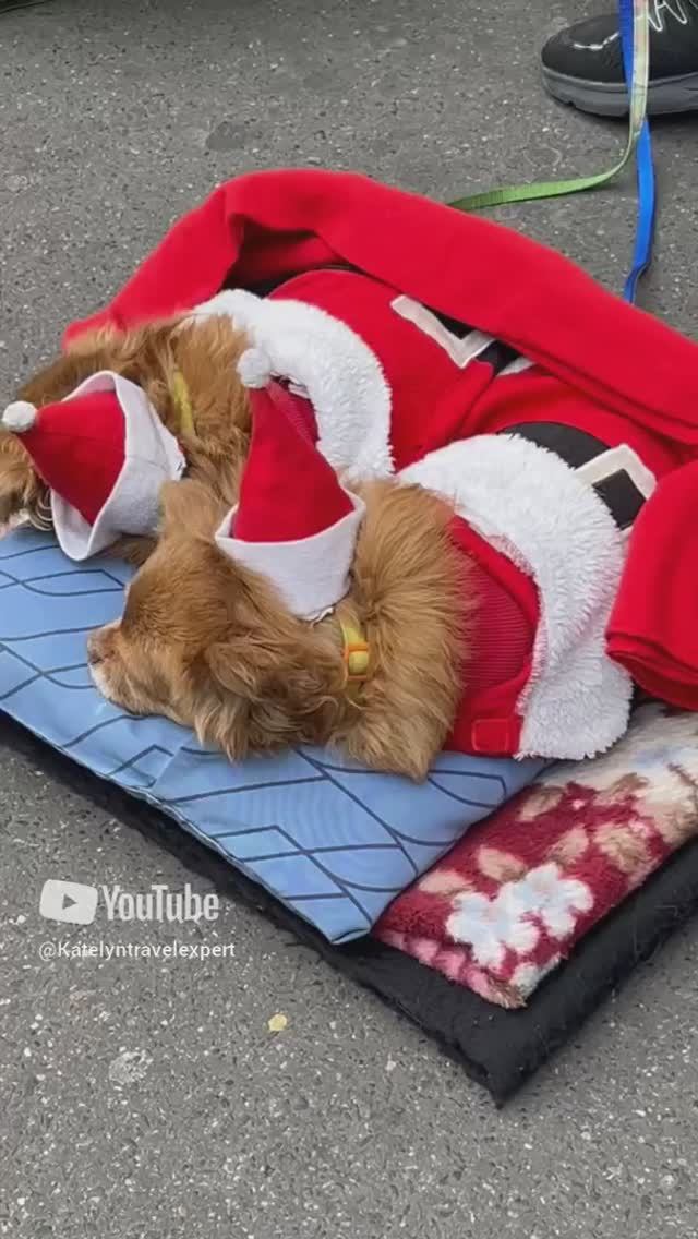 Рождественский Париж #франция#париж#рождество#рождествовевропе#городаистраны смотреть онлайн