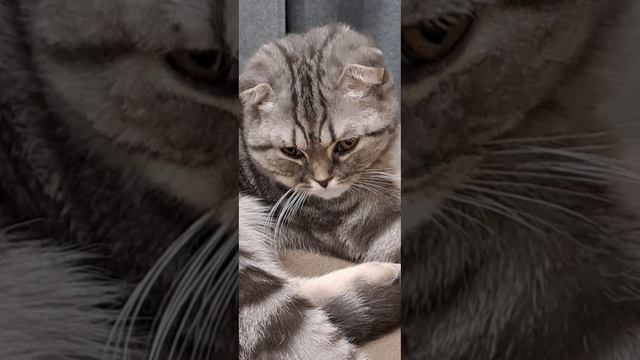 заржачная кошка !!! смотреть онлайн