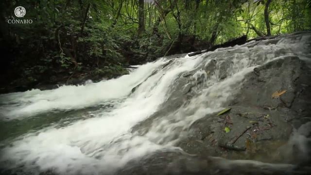 Diversidad de sabores: Selvas húmedas - ECOSISTEMAS DE MÉXICO смотреть онлайн