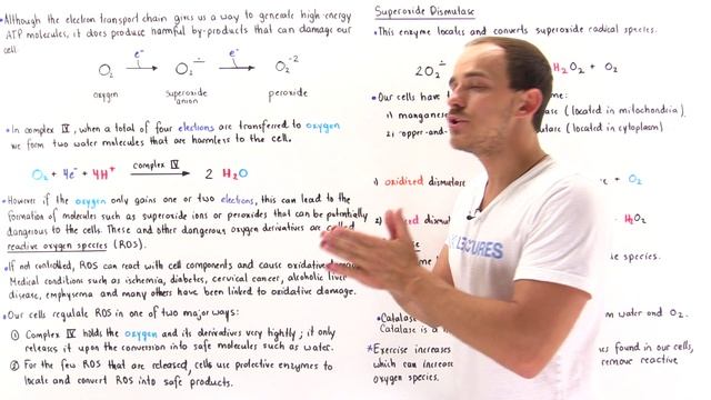 Reactive Oxygen Species and ETC смотреть онлайн