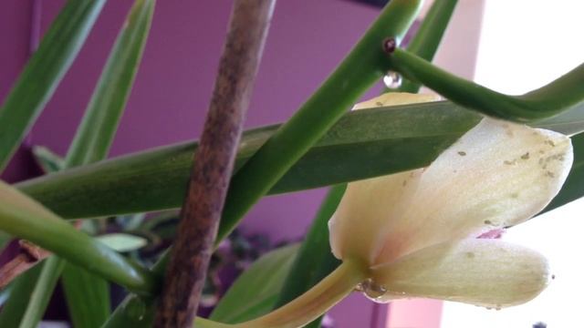 GARDENING GUIDE: Safely Controling Aphids: How to make DYI Houseplant & Orchid APHID BUG SPRAY chea смотреть онлайн