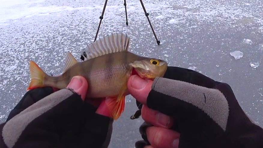 ОКУНЬ НА МУХОМОРМЫШ. смотреть онлайн