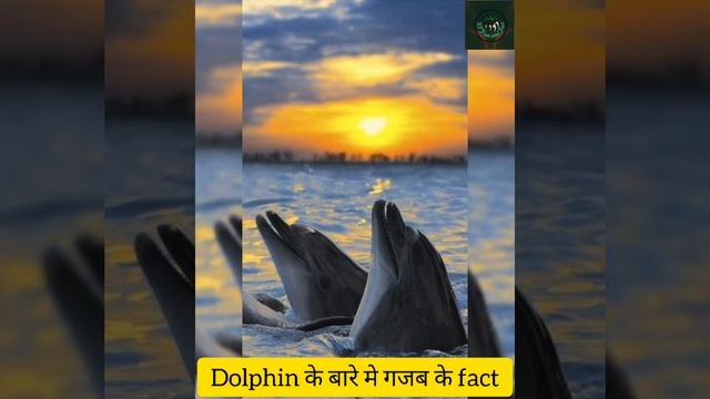 Dolphin(डाॅल्फिन)fact video/ocean/Dolphin#animals #ocean #fish #intelligent #factvideo #short video смотреть онлайн