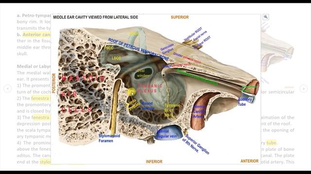MIDDLE EAR, ossicles, AUDITORY TUBE, CLINICAL ANATOMY, LECTURE SHMC 2019 ONLINE LEARNING INITIATI смотреть онлайн