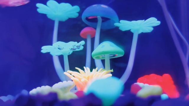 Glofish Danio Zebra смотреть онлайн