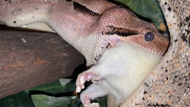 boa constrictor смотреть онлайн