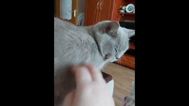 Моя Любимая Семья!!! смотреть онлайн