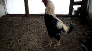 Азиль (северо-индийский тип )