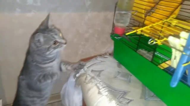 НОВЫЙ ЖИТЕЛЬ... 🐭|Хомячок смотреть онлайн