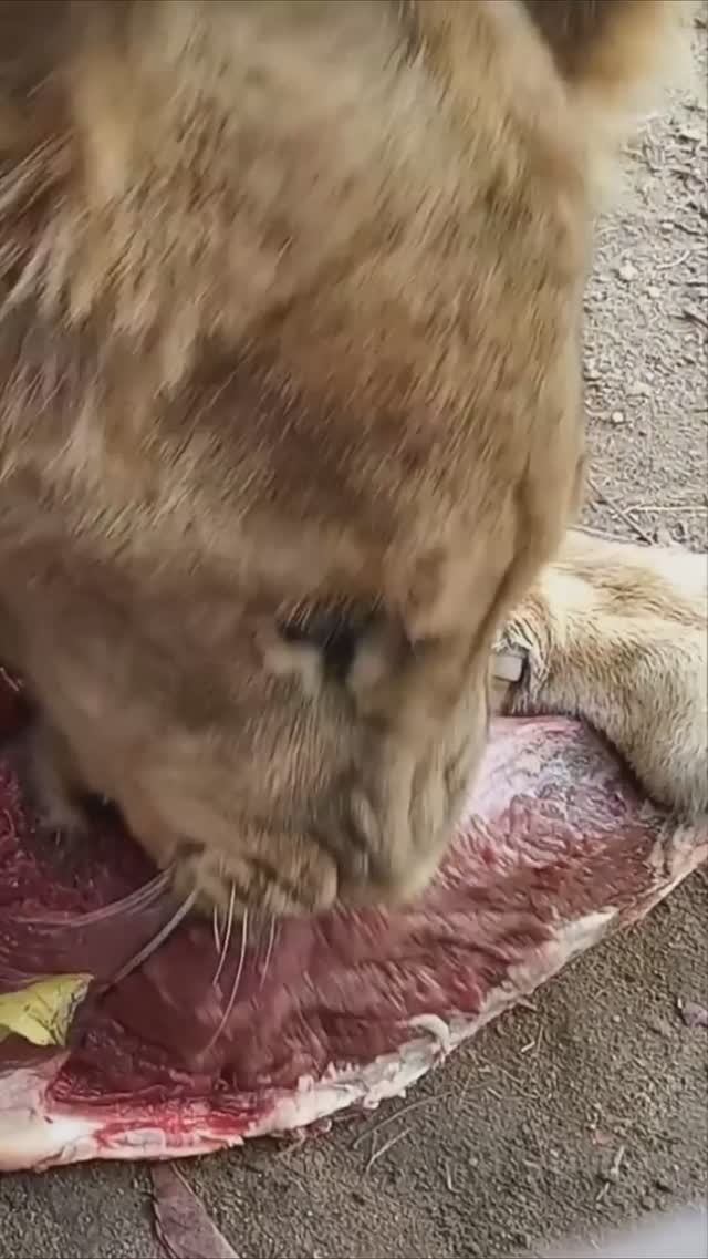 Обед ШЕРХАНЧИКА. Сытый лев - добрый лев. #тайган #олегзубков #шерхан #lion #минск #shortvideo смотреть онлайн