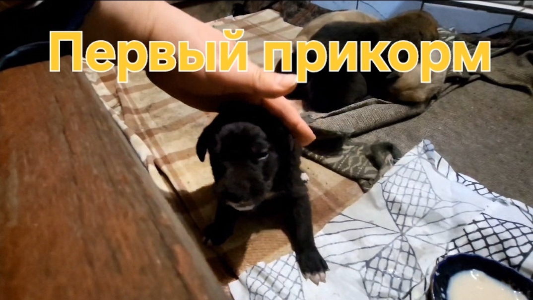 А у нас сегодня первый прикорм. Пробуют, вроде бы нравится 😄❤️ смотреть онлайн