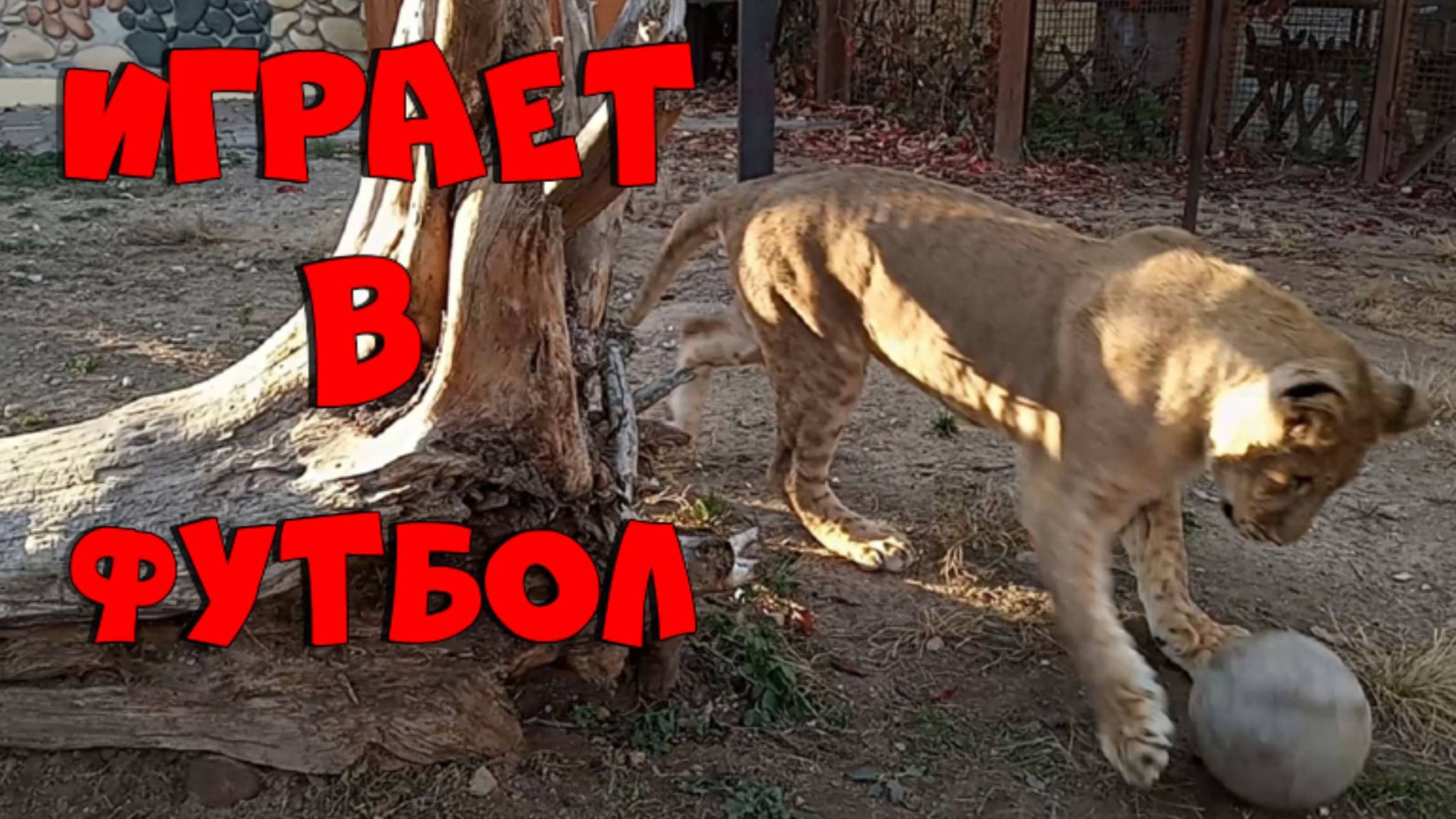 ШЕРХАН тренируется играть в футбол. / Забавный львёнок из Тайгана в минском зоопарке. смотреть онлайн
