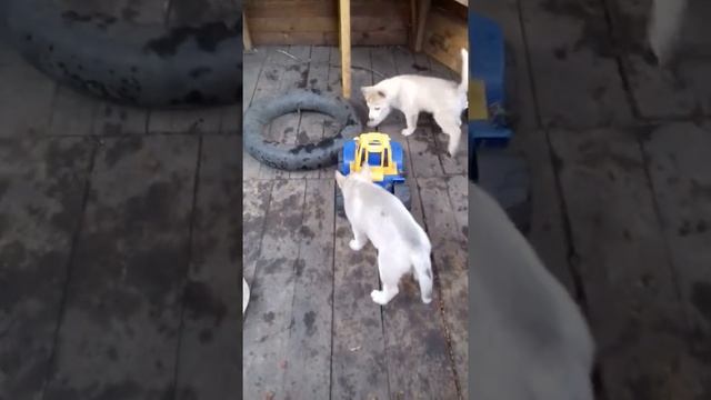 Серая и Палевый смотреть онлайн