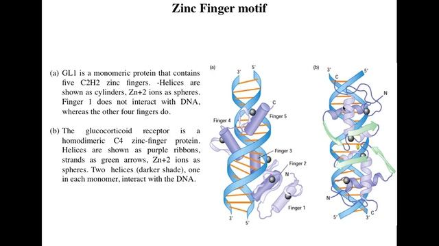 Lecture 6 Zinc Finger motifs смотреть онлайн