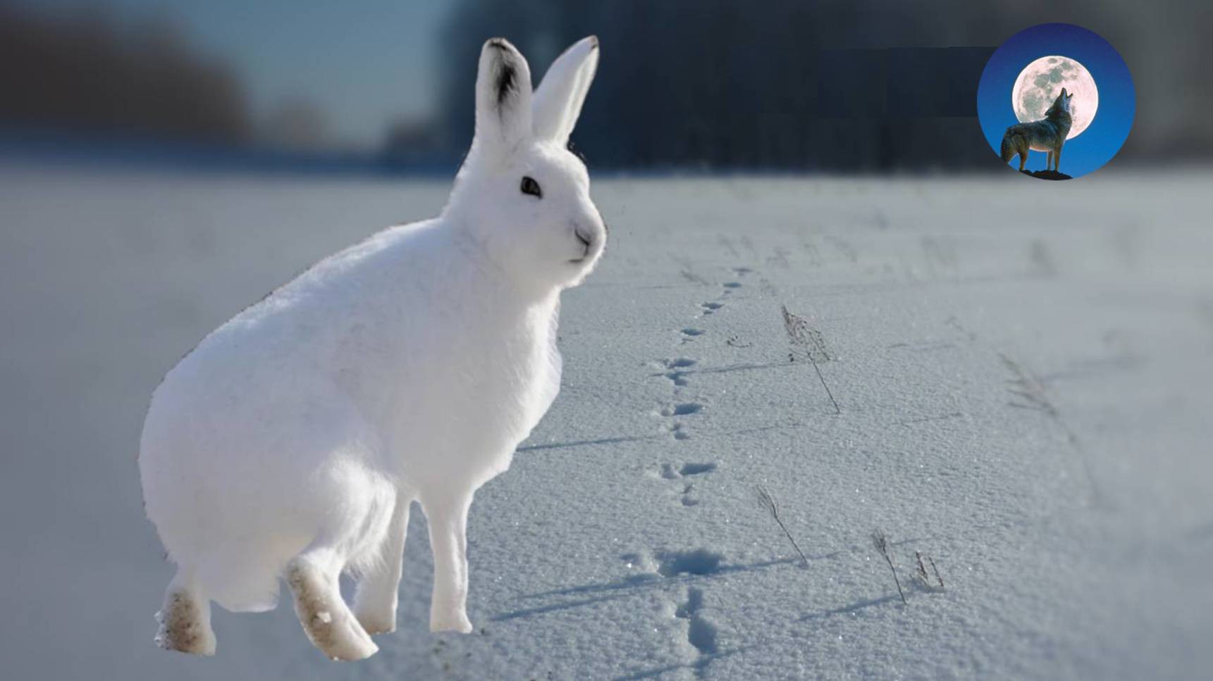 НЕСТАНДАРТНЫЙ СПОСОБ ОХОТЫ НА ЗАЙЦА БЕЛЯКА смотреть онлайн