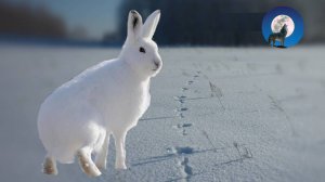 НЕСТАНДАРТНЫЙ СПОСОБ ОХОТЫ НА ЗАЙЦА БЕЛЯКА