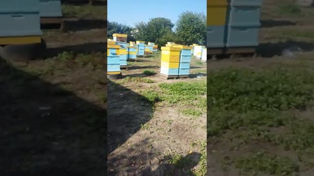 Пълзящи пчели по слънчогледова паша смотреть онлайн