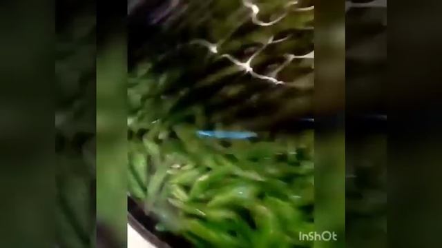 Qışa hazırlıq silsiləsindən-yaşıl lobya tədarükü.Из заготовок на зиму-зеленая фасоль в морозилке смотреть онлайн