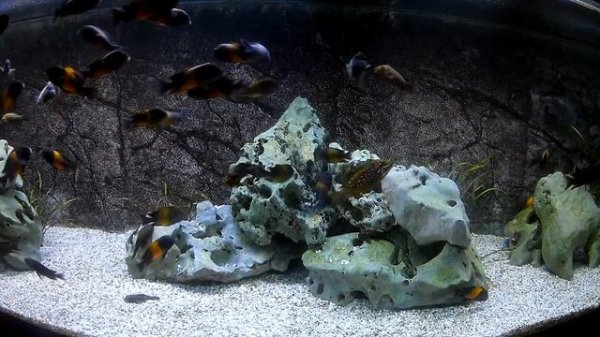 Petrochromis trewavasae und Tropheus moorii bemba