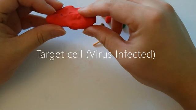 CD8 T Cell Activation Clay Model смотреть онлайн