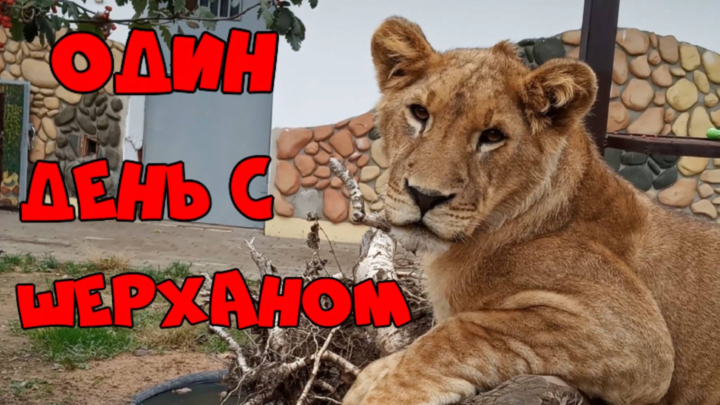 Один день с ШЕРХАНОМ в минском зоопарке. смотреть онлайн